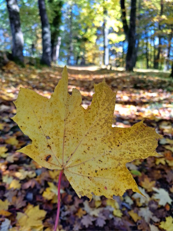 Obrazem: Barevný podzim na Šumavě