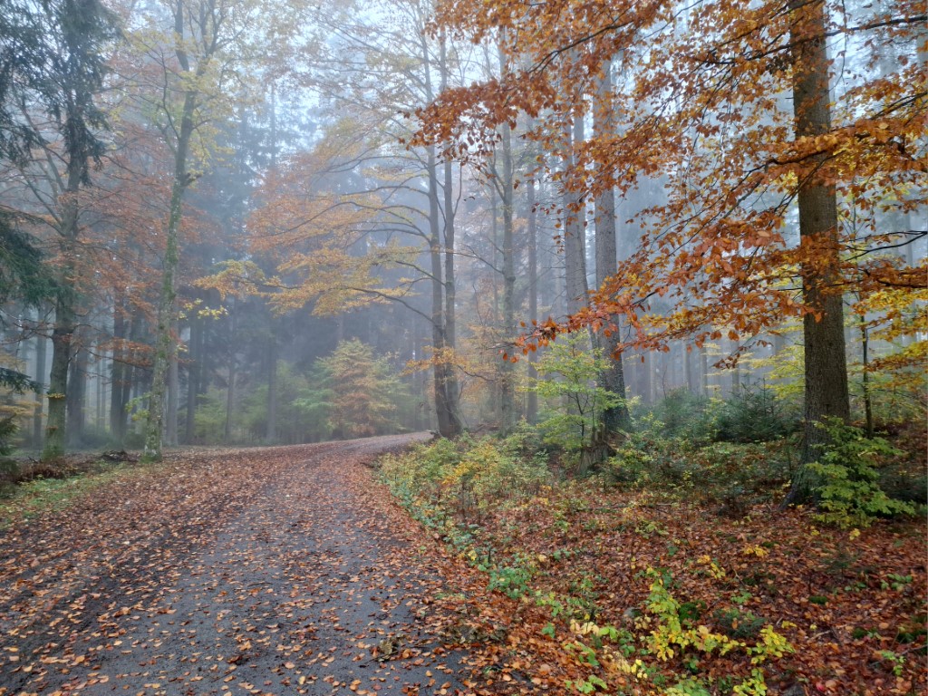 Obrazem: Barevný podzim na Šumavě