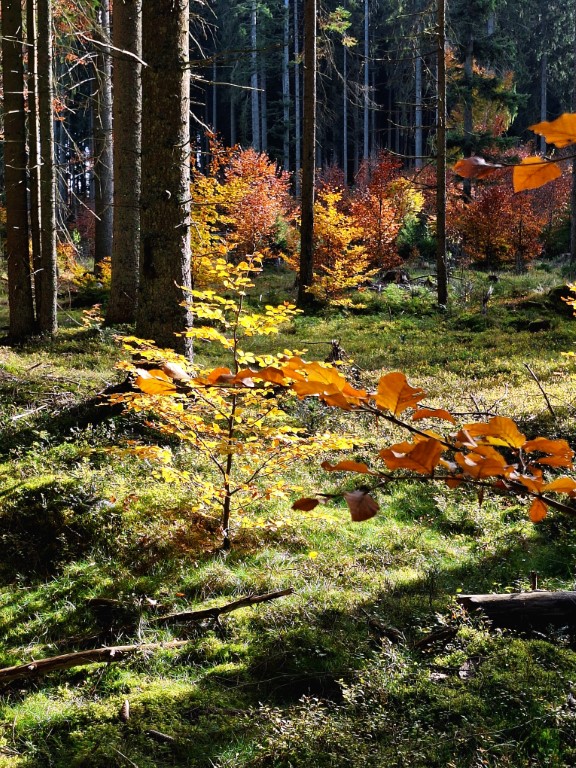 Obrazem: Barevný podzim na Šumavě