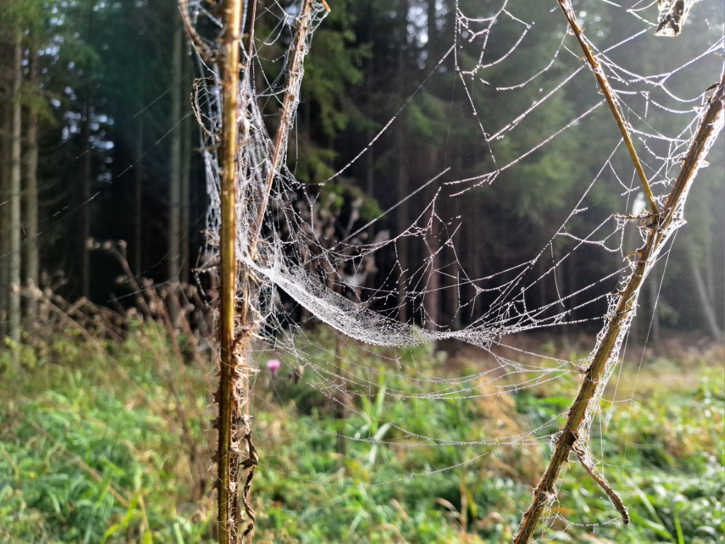 Obrazem: Barevný podzim na Šumavě