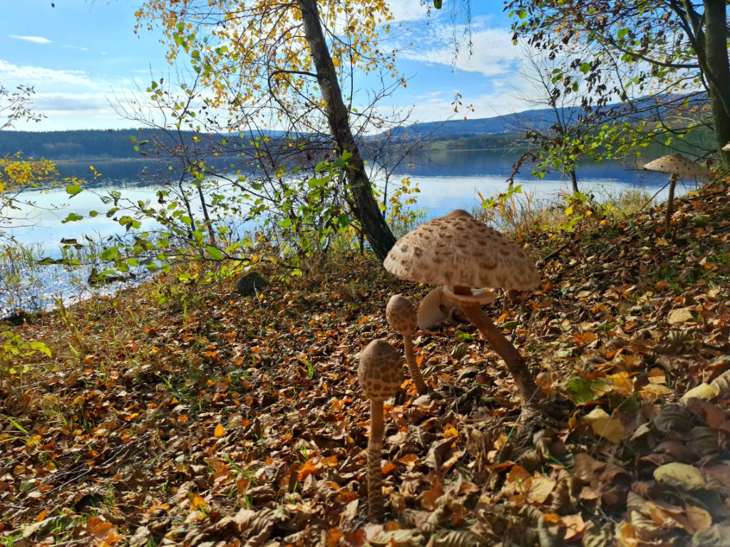 Obrazem: Barevný podzim na Šumavě