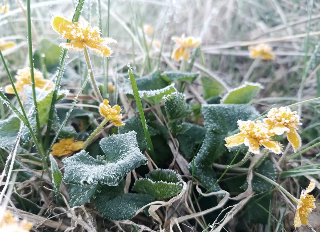 V květnu mrzlo velmi často a vydatně