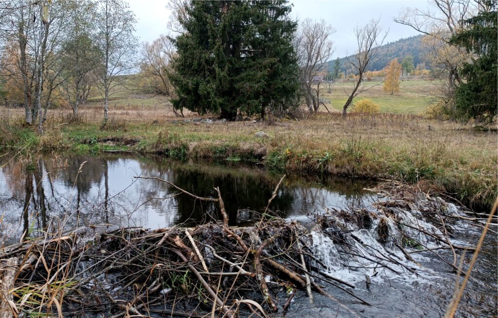 Na návětří Šumavy konečně vydatněji zapršelo